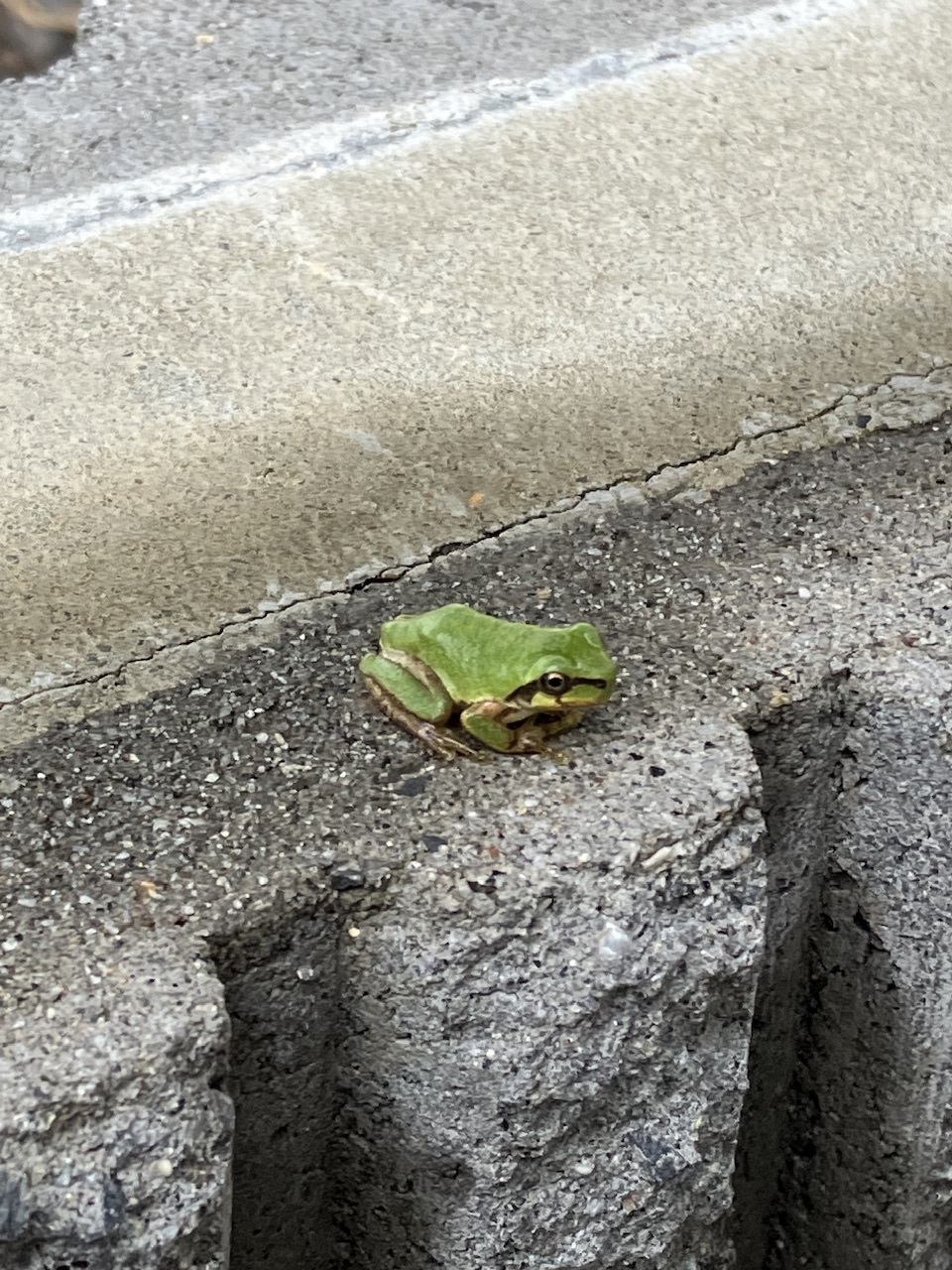 カエルの歌が聞こえてくるよ