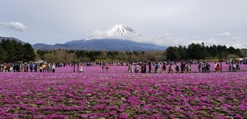 ピンク🌸