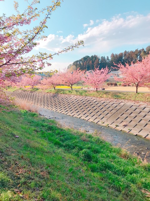 桜まつり