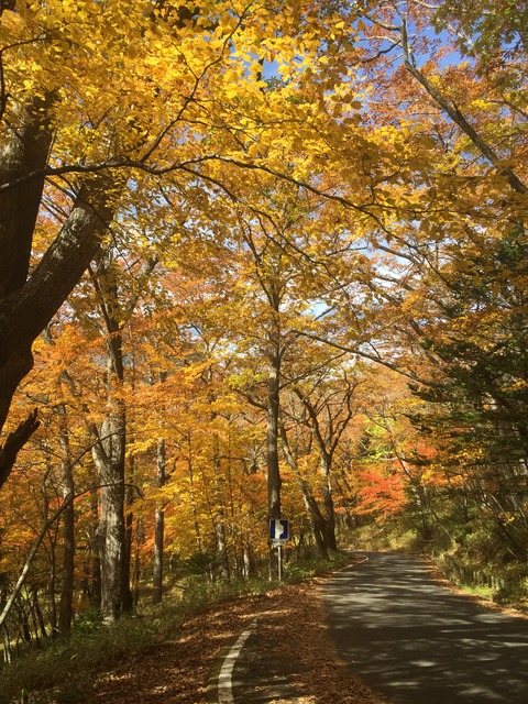 紅葉の季節