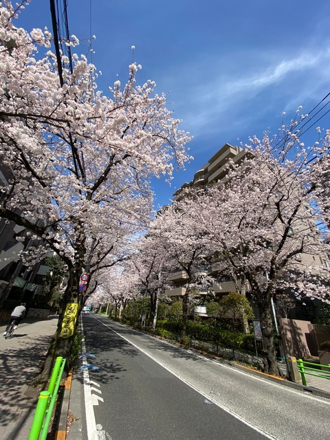 桜はいいよな〜