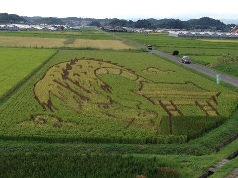 田んぼアート