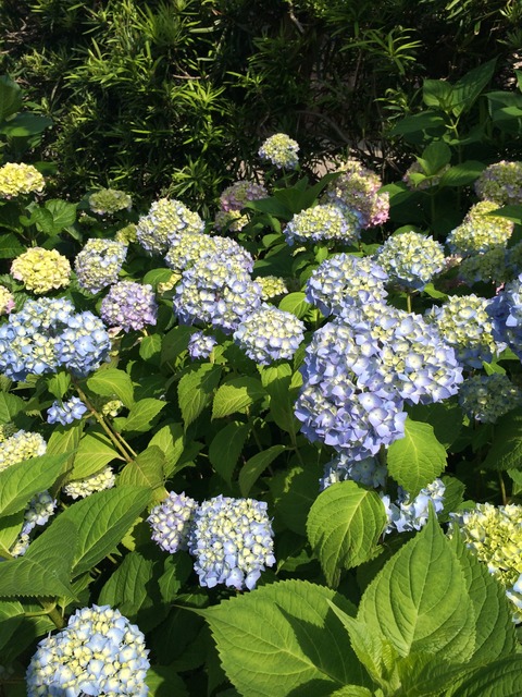 もうすぐ６月